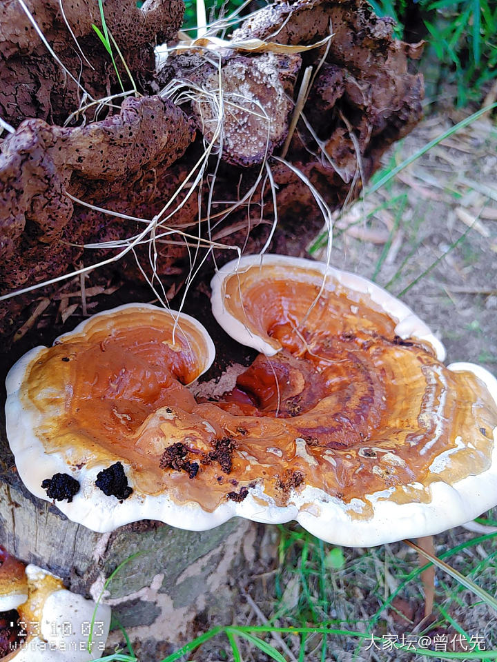 这蘑菇叫啥，能吃吧_食材