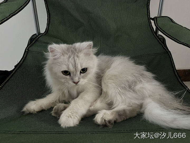 石家庄的姐妹有没有要猫咪的 送_猫