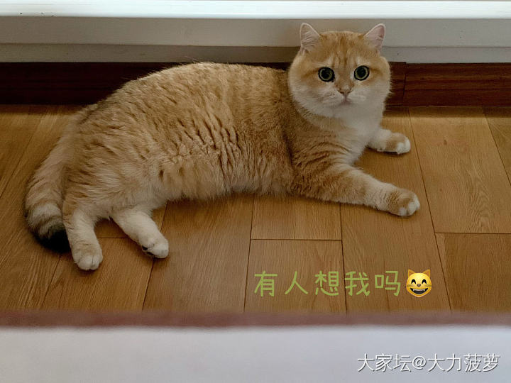 感觉幺儿🐱猫缘变好了_猫