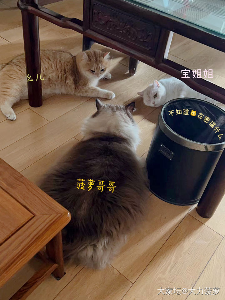 感觉幺儿🐱猫缘变好了_猫