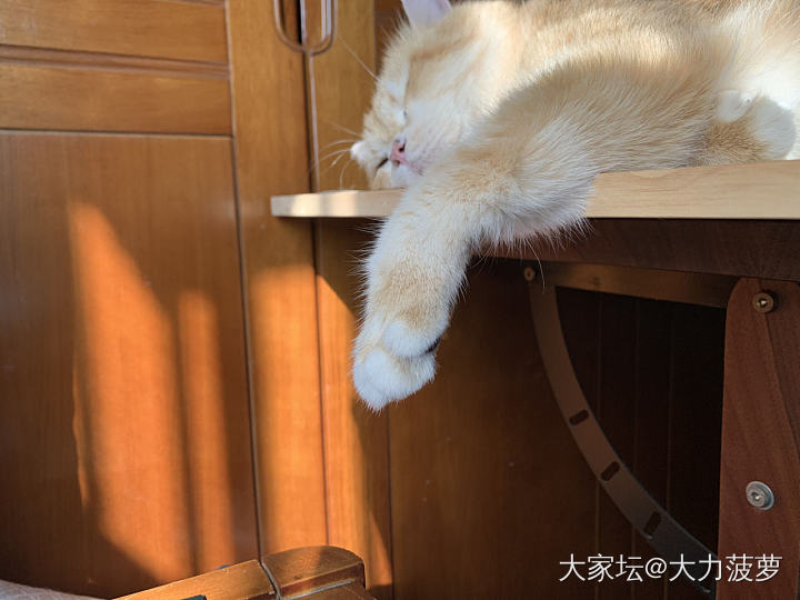 感觉幺儿🐱猫缘变好了_猫