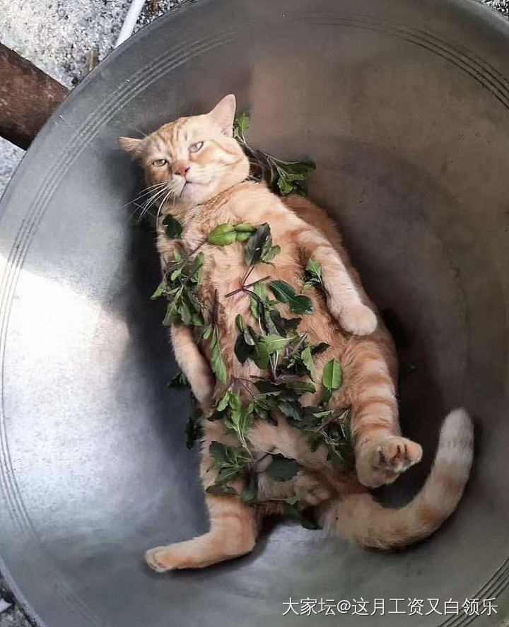 我也想送猫_宠物