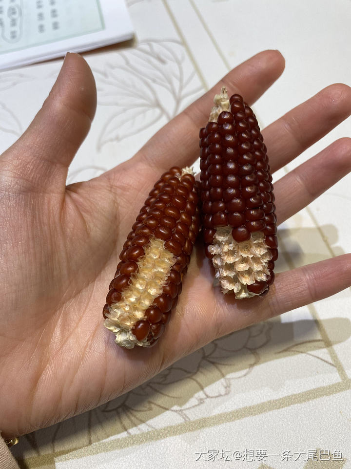 最近入的新坑😁_文玩