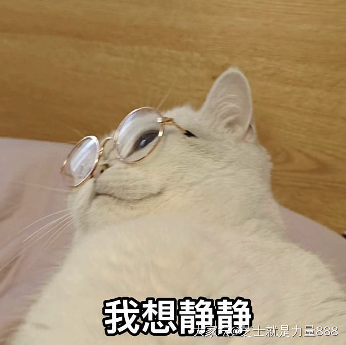 家里猫做的表情包_宠物闲聊