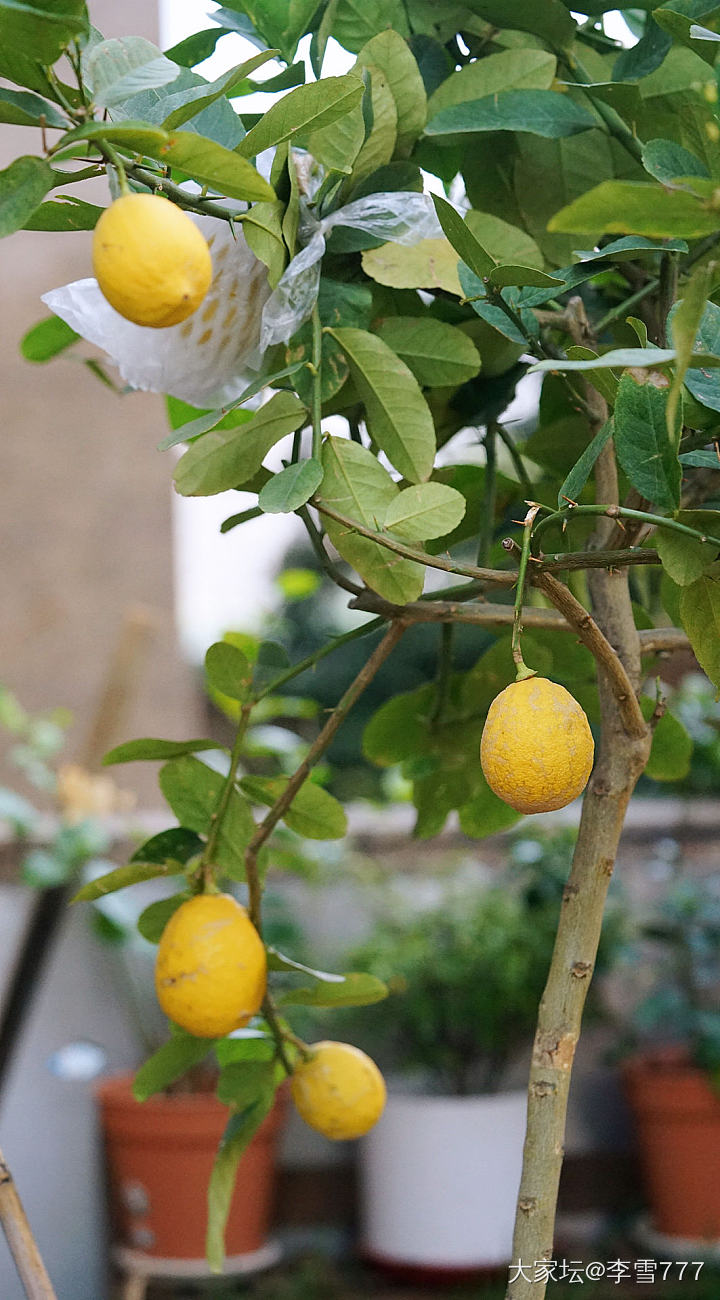 柠檬树上柠檬果，柠檬树下你和我_猫水果