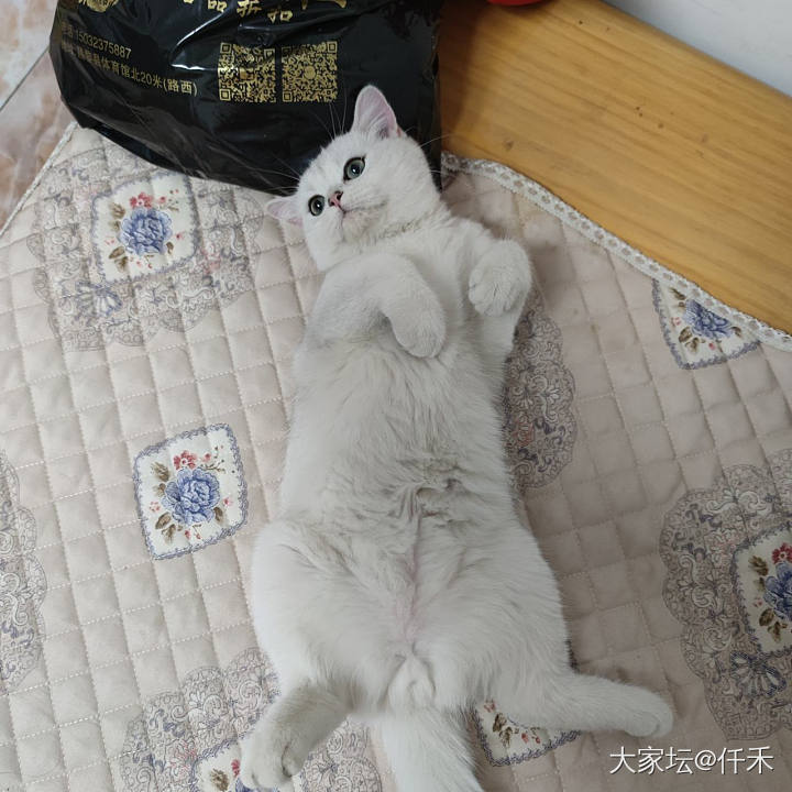 既高冷又呆萌🐱_猫