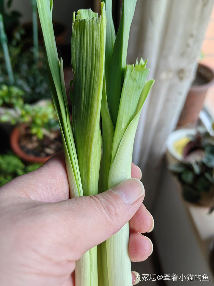 买了一小捆青蒜苗，可回家一吃却是葱的味道，还特别得辣，也是葱的辣味_食材闲聊