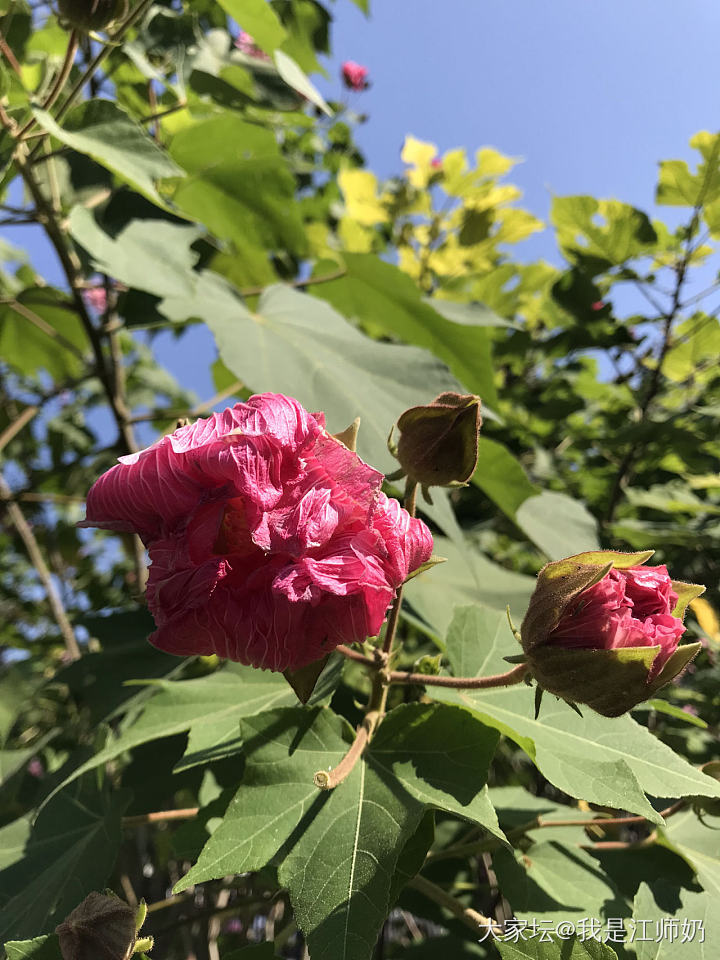 用灿烂的花朵抵抗季节性的伤春悲秋_银