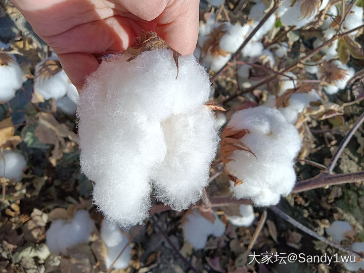 成片的棉花田，正是成熟采摘的季节
一望无垠，大新疆，新疆大👍_旅游