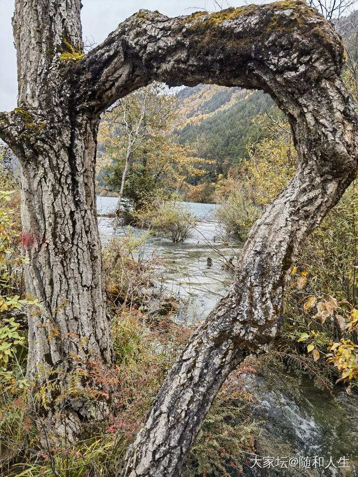 九寨沟太废腿了，眼睛也不够用_旅游