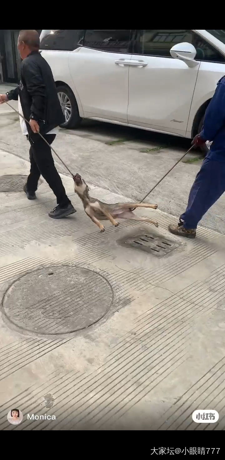 养狗狗出门散步必须时刻牵绳and必须捡狗屎。_狗