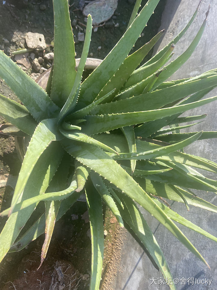 从初中一颗芦荟开始，现在有N盆了_植物