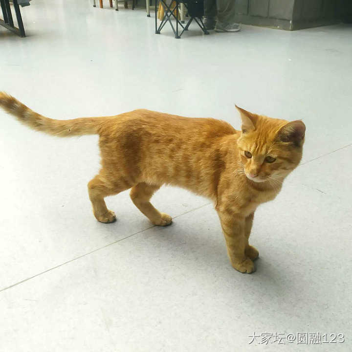 这是同一只猫吗？_猫