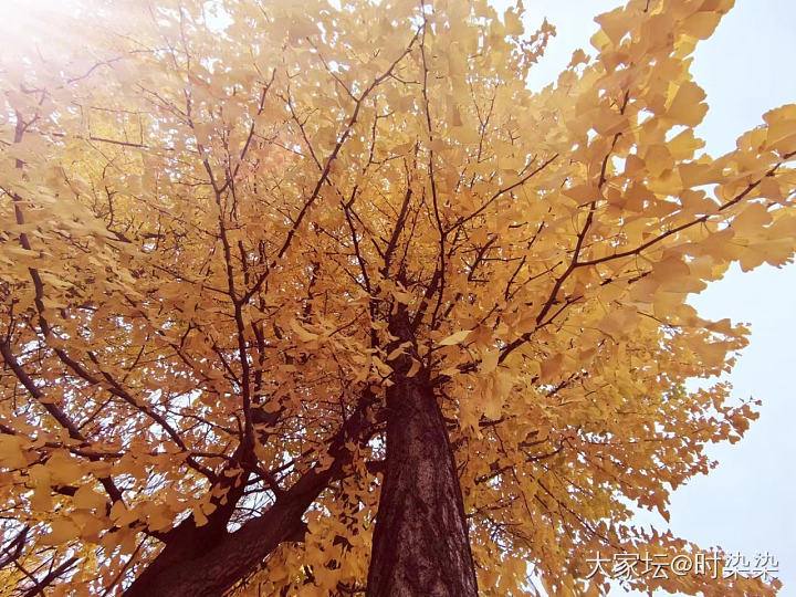 好黄…好美～距离那么近又那么远～好像木有薅到的黄金羊毛😝_树