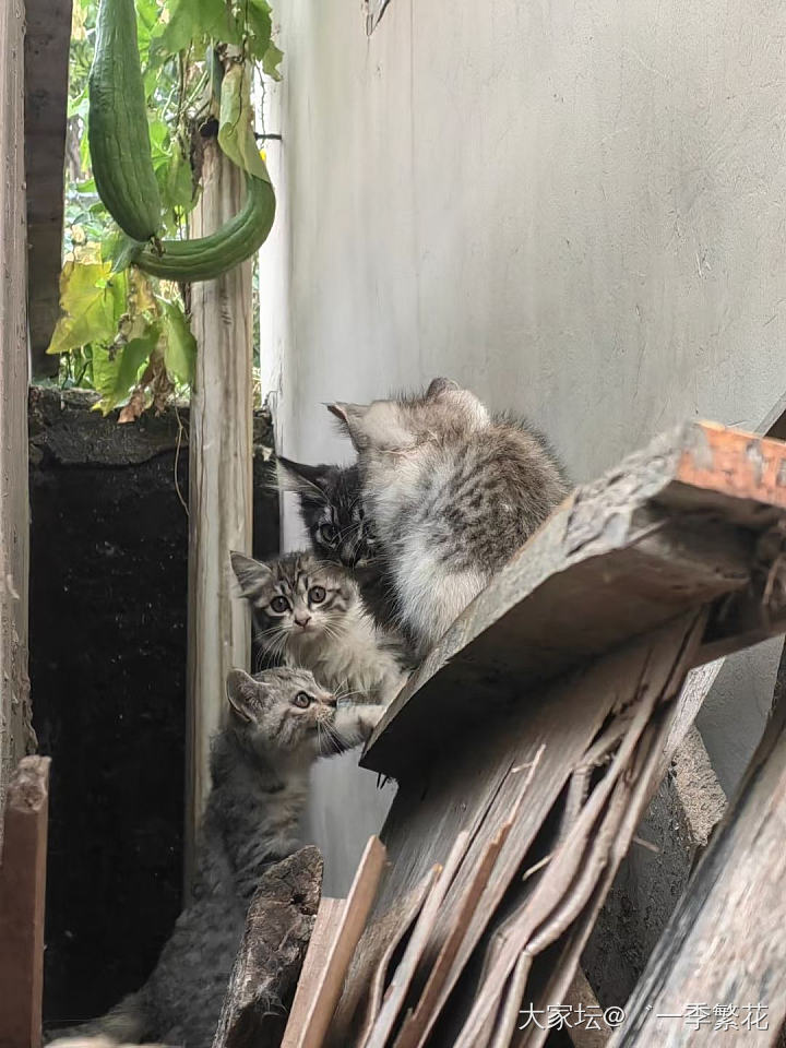 我爸在太行山野线捡了只猫_猫