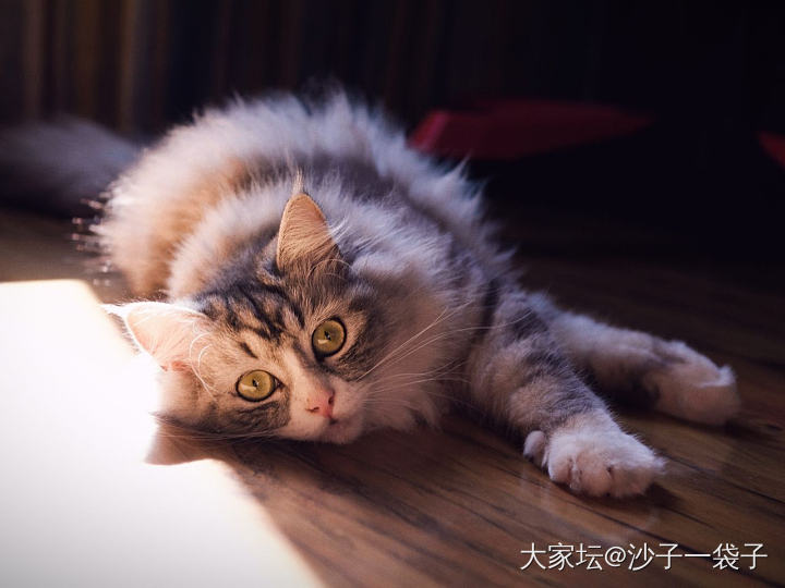 盼了好久，终于升官啦..._猫