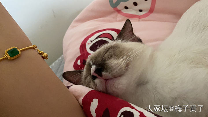 盼了好久，终于升官啦..._猫