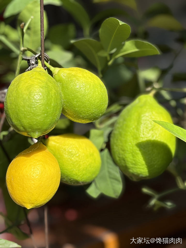 柠檬🍋熟了_果园