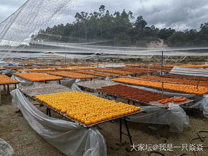 饶平晒柿饼基地逛一下，在福建和广东交界的一个农家乐吃一下饭。_美食