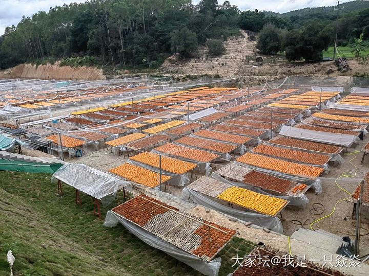 饶平晒柿饼基地逛一下，在福建和广东交界的一个农家乐吃一下饭。_美食