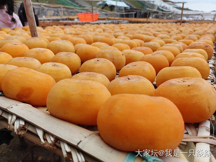 饶平晒柿饼基地逛一下，在福建和广东交界的一个农家乐吃一下饭。_美食