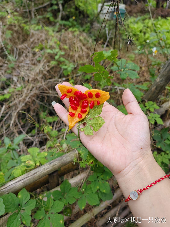 饶平晒柿饼基地逛一下，在福建和广东交界的一个农家乐吃一下饭。_美食