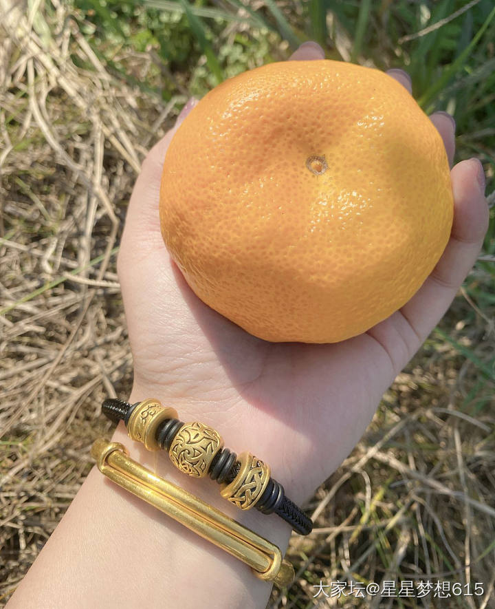 朋友家的橘子🍊_果园