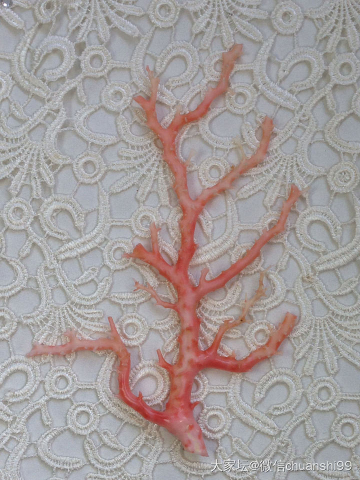 粉珊瑚 天使肌珊瑚树 超级美只要1700_有机宝石