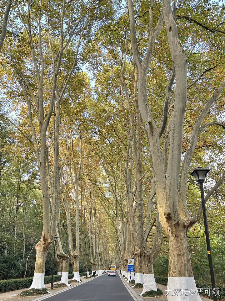 南京中山陵最美八百米_旅游景色