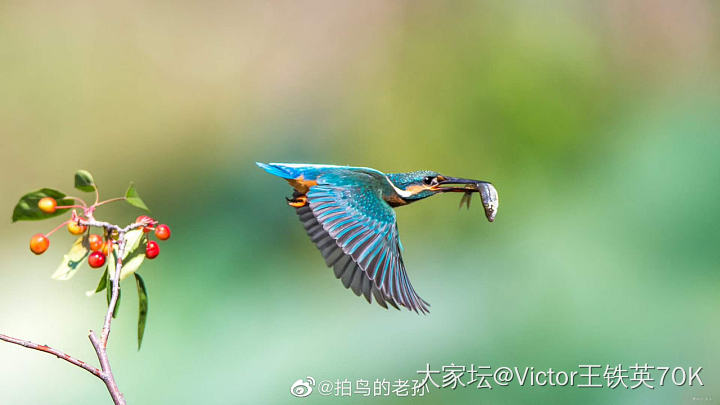 我的同学，业余爱好是拍鸟。秀秀他的杰作。_宠物