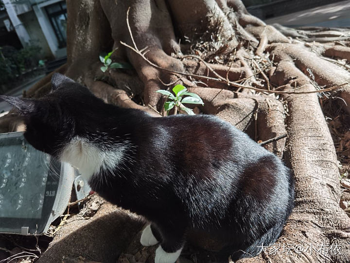 瞅瞅这黑色皮草的光泽感_猫