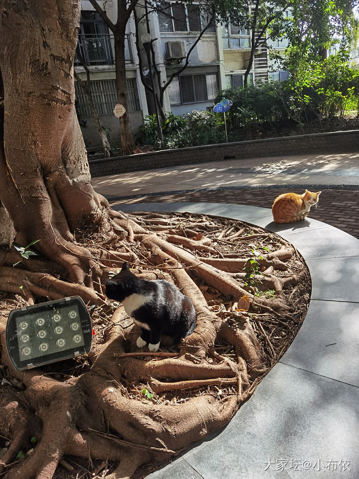 瞅瞅这黑色皮草的光泽感_猫