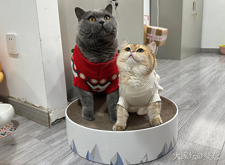 獒总：妈说这是提前给我们的圣诞礼物_猫