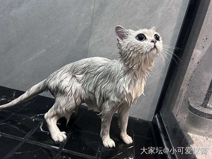 今天又是小猫咪洗澡的日子_闲聊猫