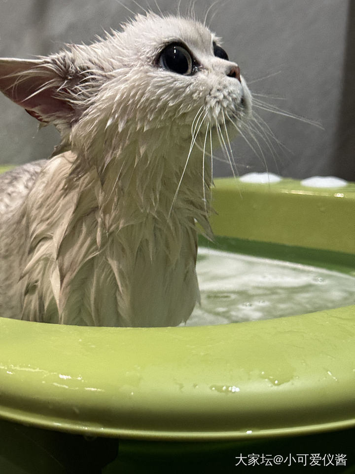今天又是小猫咪洗澡的日子_闲聊猫