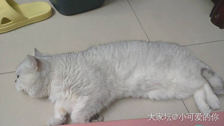 我真的好累，我可能要失去猫猫了_猫闲聊