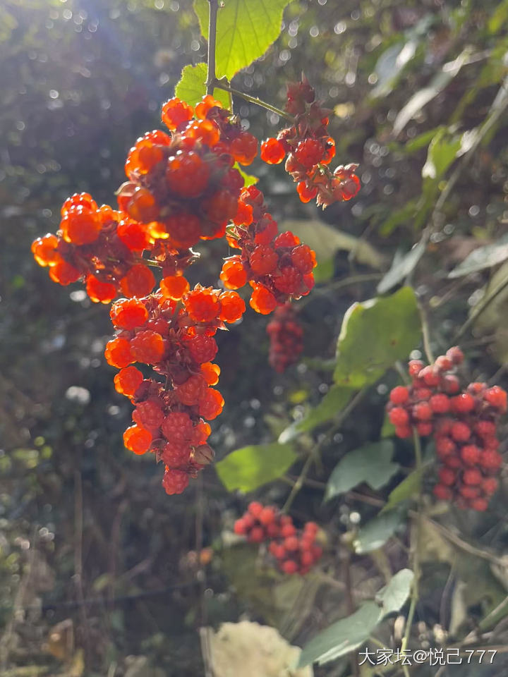 自家茶山打野，吃不完，根本吃不完！_水果