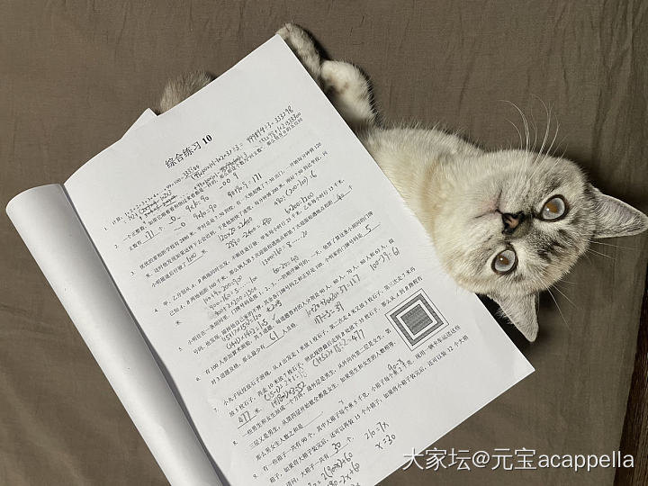 娃问：你能承受作业的重压吗_猫宠物