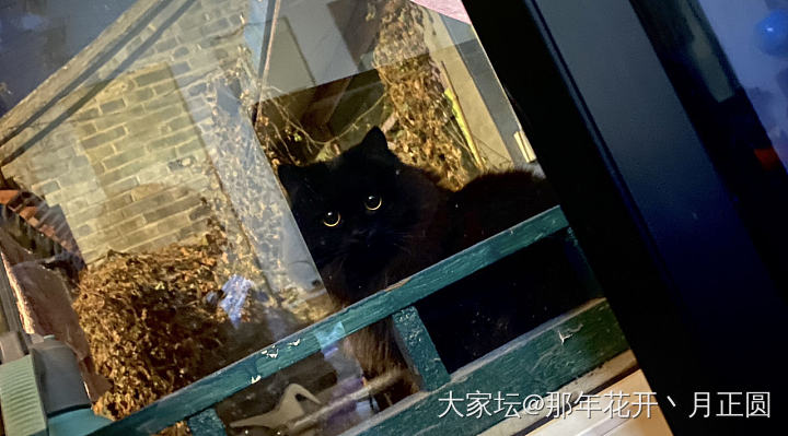 赶紧进屋睡觉吧_猫