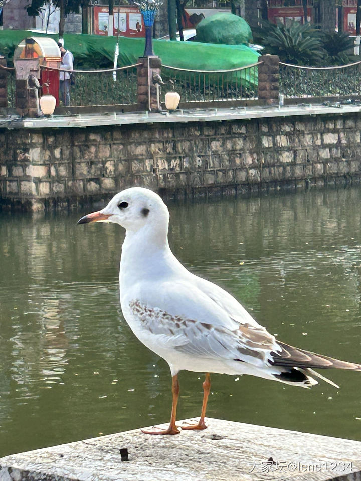 昆明人冬日限定萌宠已上线_鸟