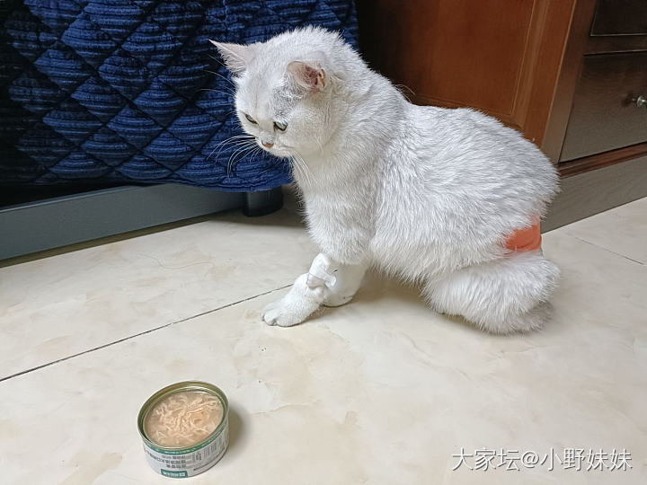 今天猫做绝育了_猫