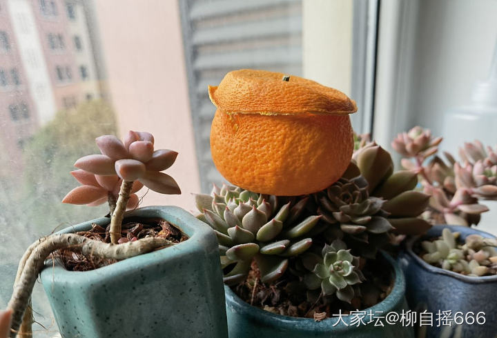 跟风做的橘皮收纳盒🍊_文玩