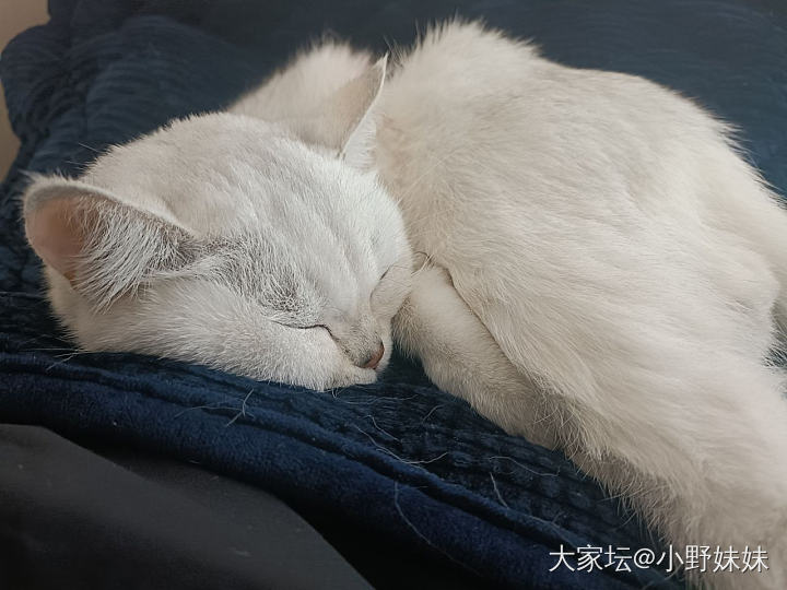 今天猫做绝育了_猫