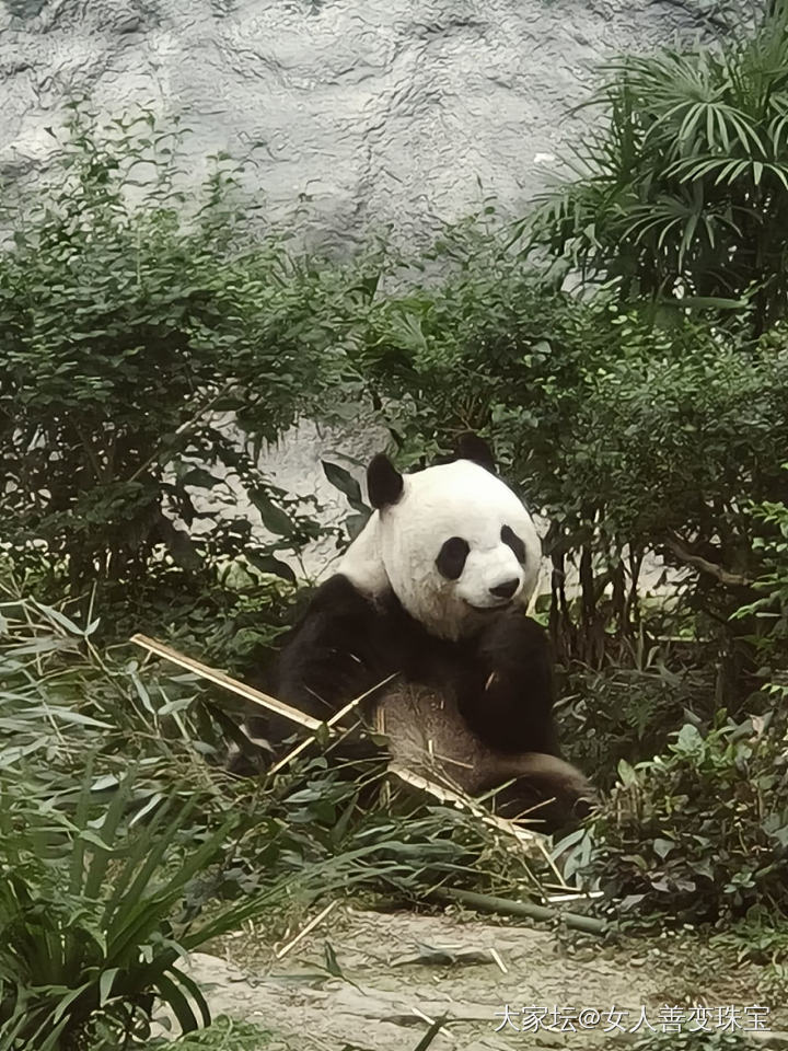 去澳门玩记得去看熊猫_旅游