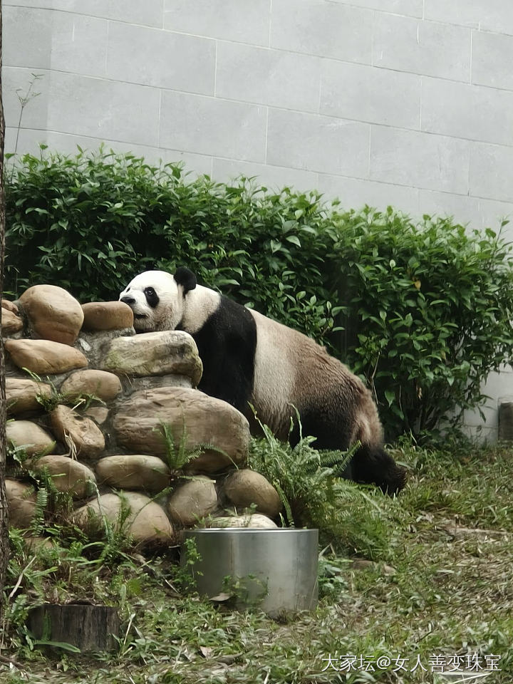 去澳门玩记得去看熊猫_旅游