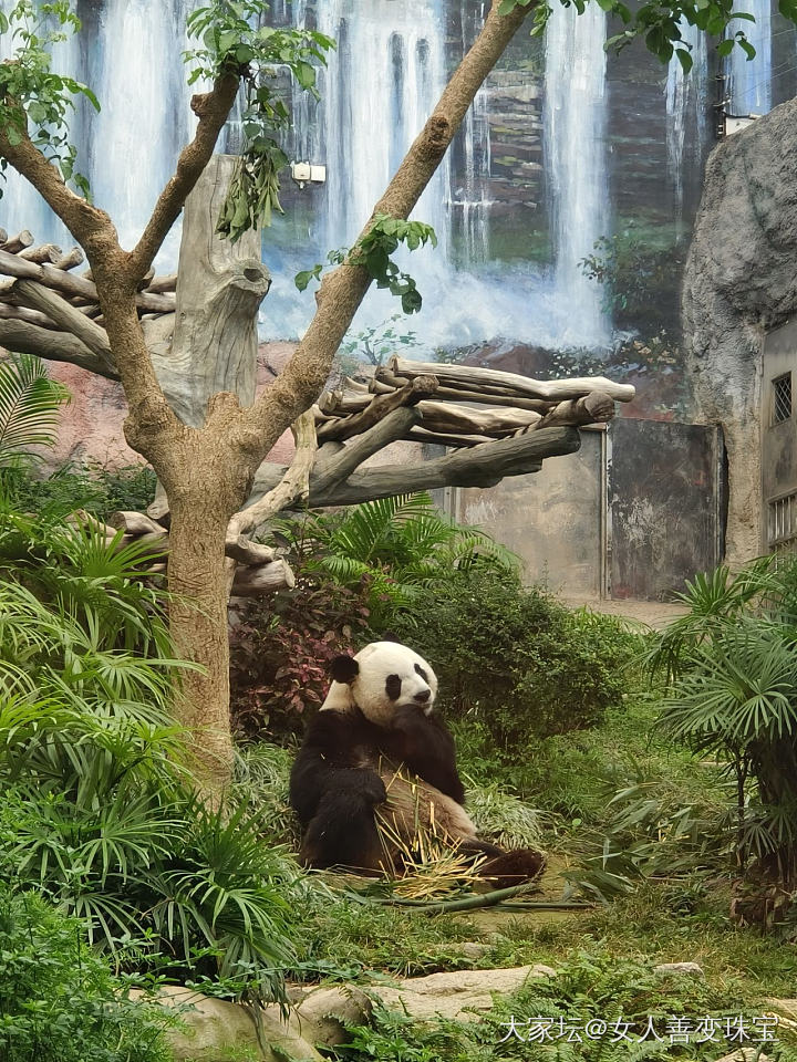去澳门玩记得去看熊猫_旅游
