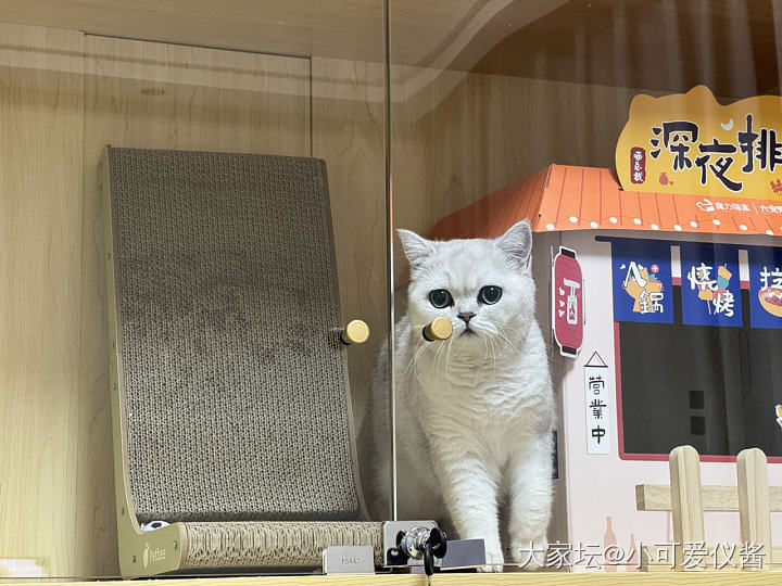 猫房持续装修中_猫宠物