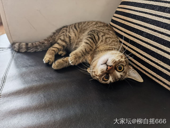 给小雨点梳了个毛🐱_猫