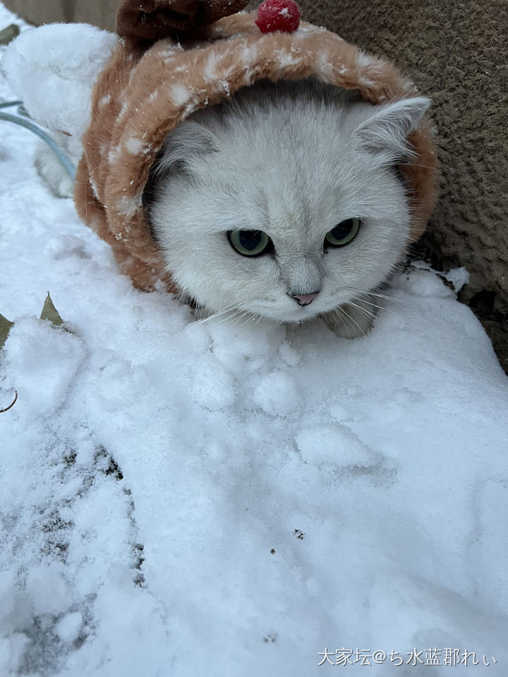 雪和猫_猫