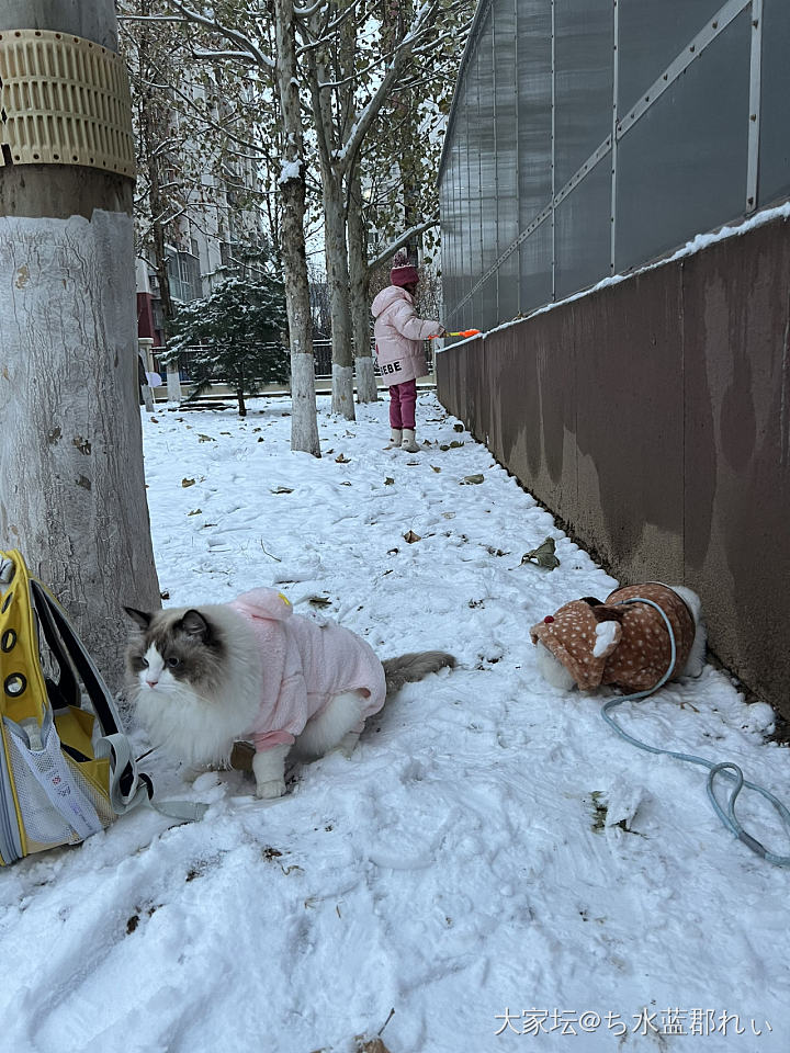雪和猫_猫